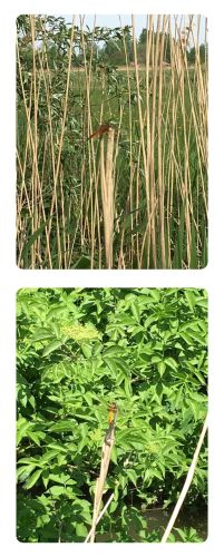 La Sauvagine Terre et Passion®