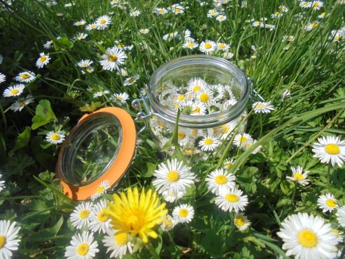 La Sauvagine Terre et Passion®