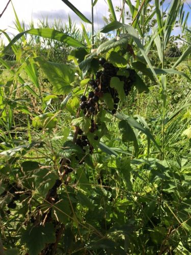 La Sauvagine Terre et Passion®