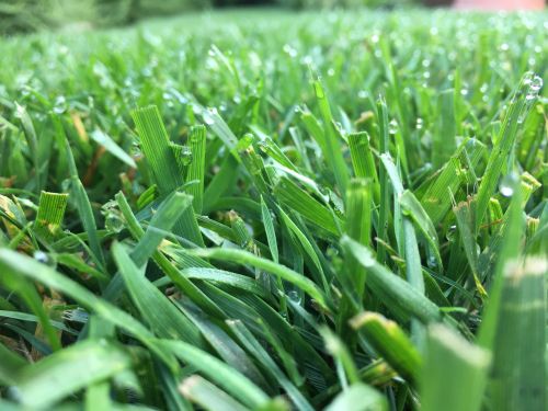 La Sauvagine Terre et Passion®