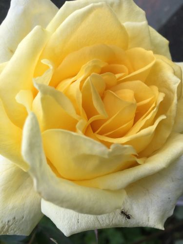 La Sauvagine Terre et Passion®