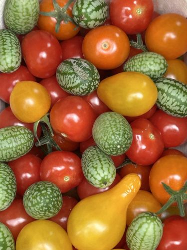 La Sauvagine Terre et Passion®