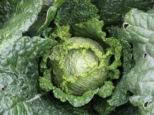 La Sauvagine Terre et Passion®