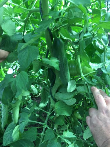 La Sauvagine Terre et Passion®