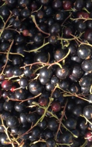 La Sauvagine Terre et Passion®