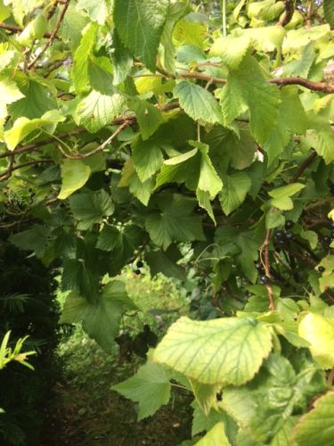 La Sauvagine Terre et Passion®