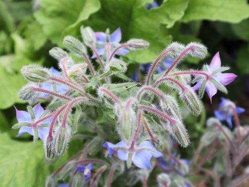 La Sauvagine Terre et Passion®